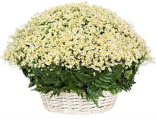Цветочная композиция из Ромашки в корзине #REPLACE_PRED# Городки